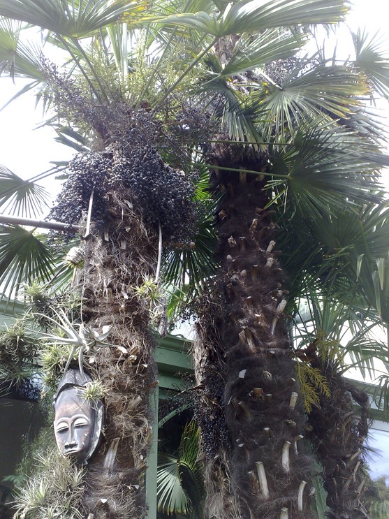 groupe Trach Tillandsias.jpg
