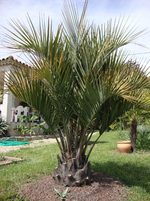 Butia capitata var. stricta.JPG