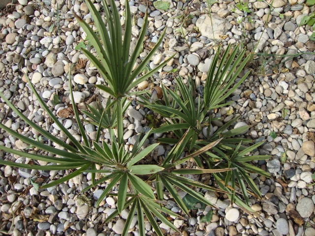 Trithrinax campestris.JPG