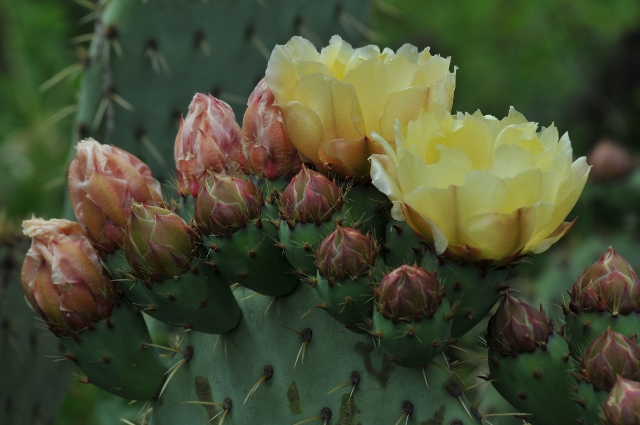 Opuntia engelmannii.JPG