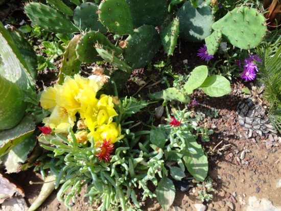 DSC02580 (550x413).jpg