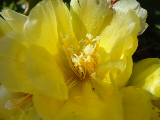 DSC02581 (550x413).jpg