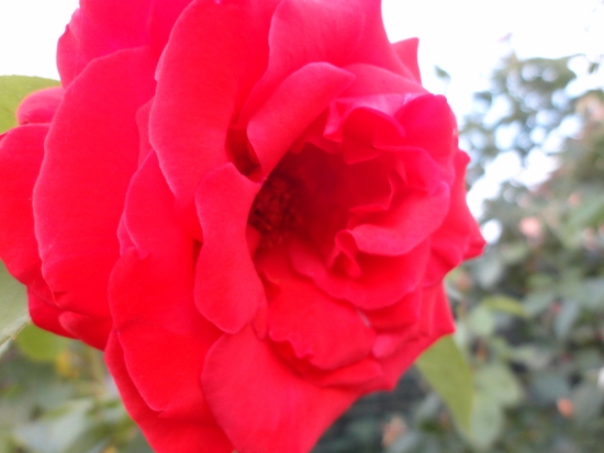 DSC02588 (550x413).jpg