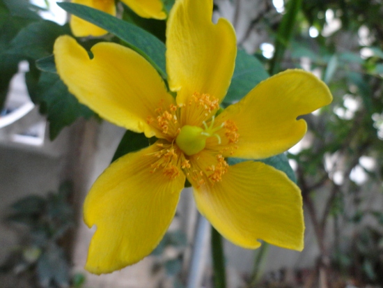 DSC02589 (550x413).jpg