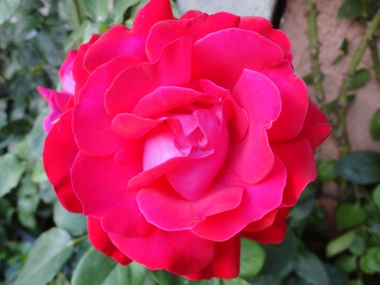 DSC02591 (550x413).jpg