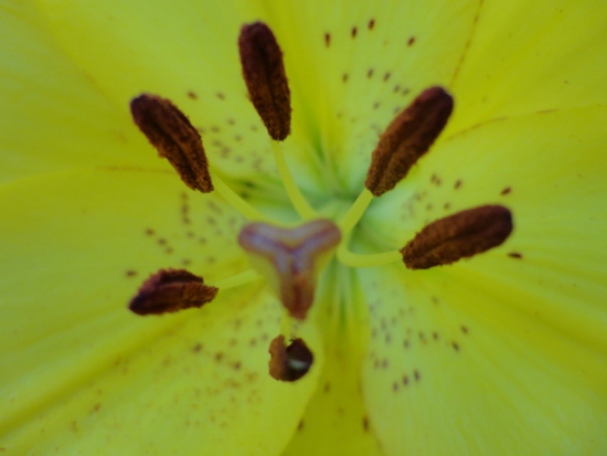 DSC02598 (550x413).jpg