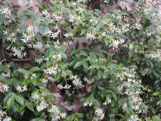 DSC02599 (550x413).jpg