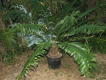 cycas.jpg