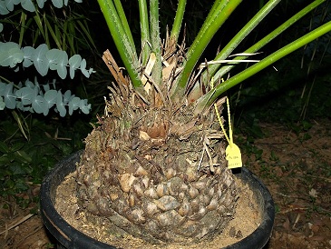 cycas2.jpg