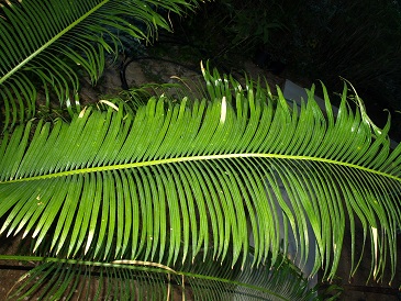 cycas3.jpg