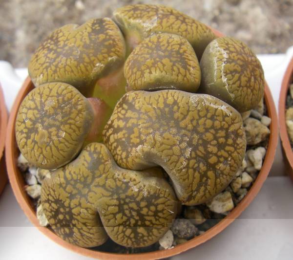 Lithops sp cristata 050 bis.jpg