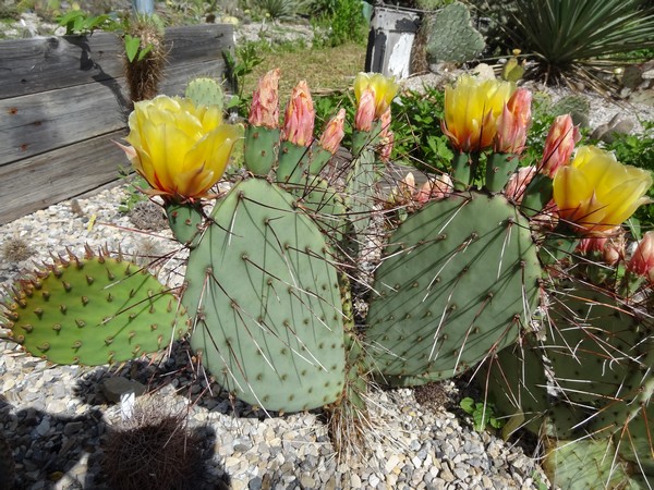 Opuntia macrocentra SB103 Rocaille 3 Champagnier jardin bis.jpg