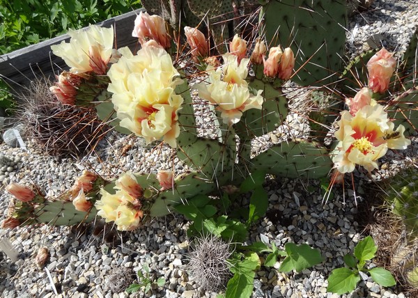Opuntia macrocentra var minor  SB913 Rocaille 3 Champagnier jardin bis.jpg