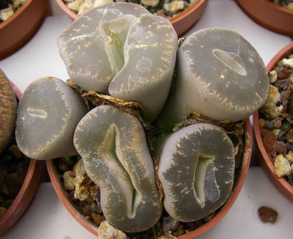Lithops sp cristata 052 bis.jpg