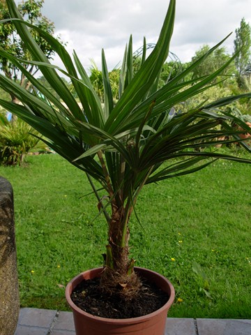 DSCN3047 (Copier).JPG