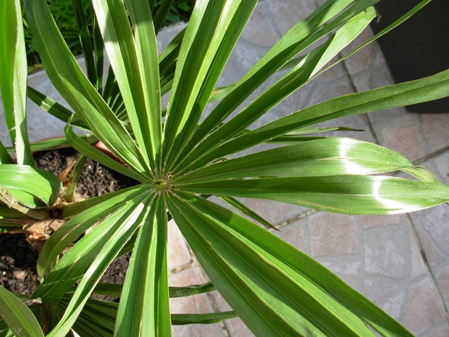 DSCN3051 (Copier).JPG