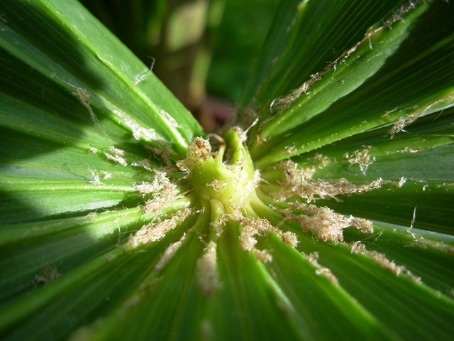 DSCN3055 (Copier).JPG