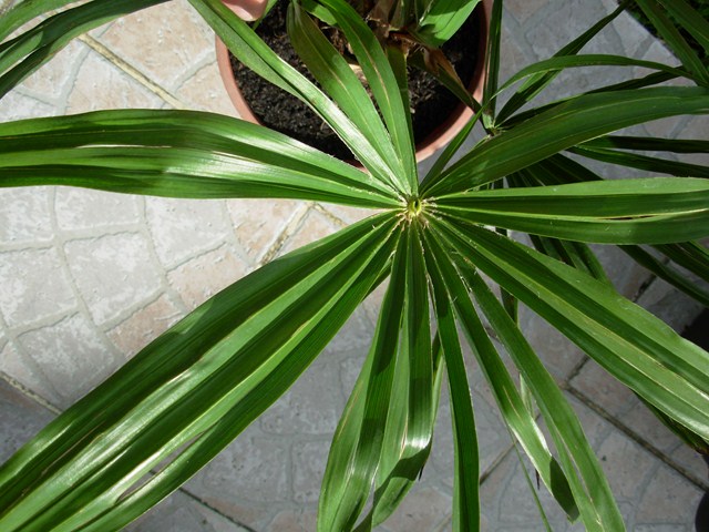 DSCN3062 (Copier).JPG