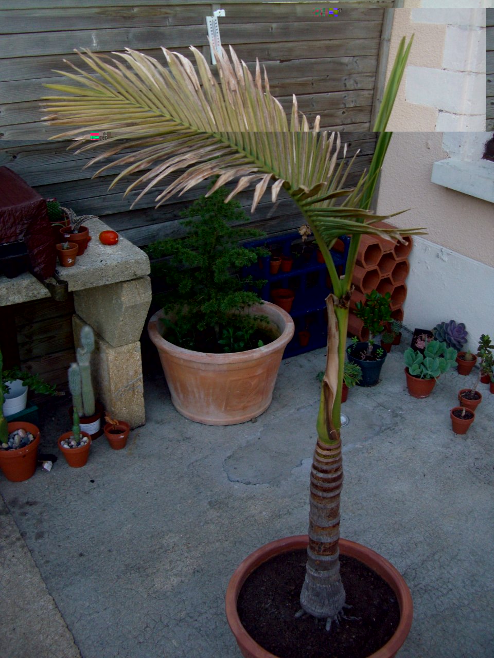 Cimg8305.jpg