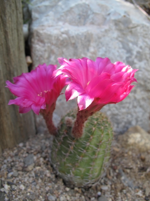 Echinopsis hybride winterana x arachn.jpg