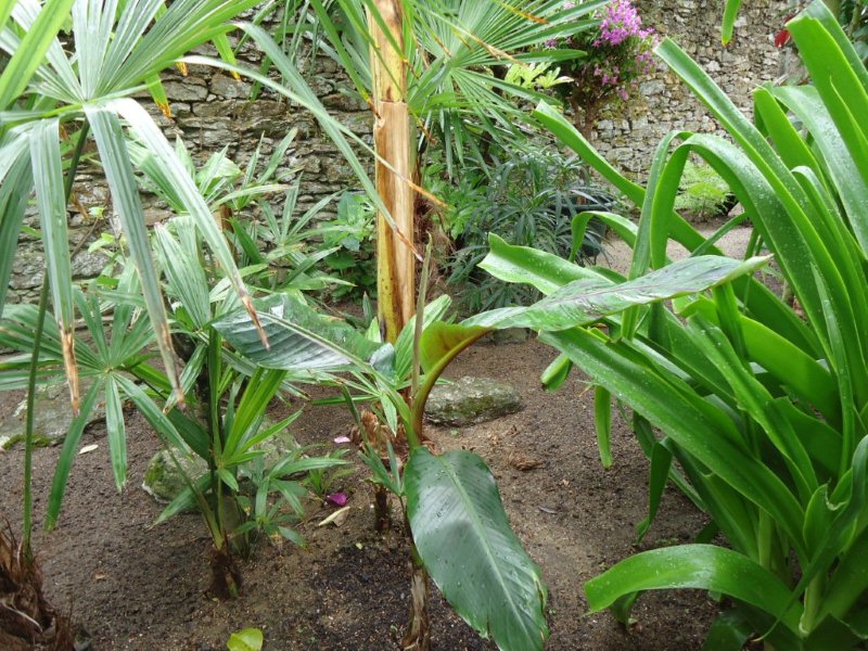 DSC00681 Musa sikkimensis red tiger.jpg
