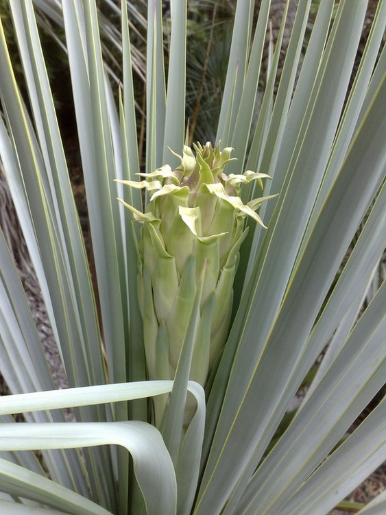 Fleur rigida 1.jpg