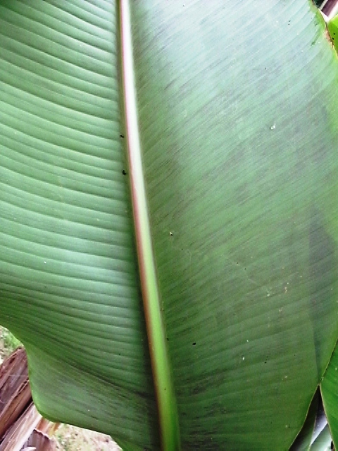 HPIM0789.JPG