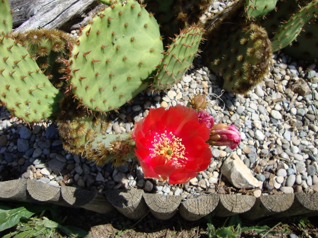 Opuntia aciculata.JPG