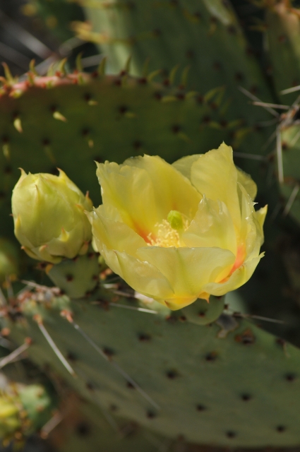 Opuntia macrocentra.JPG