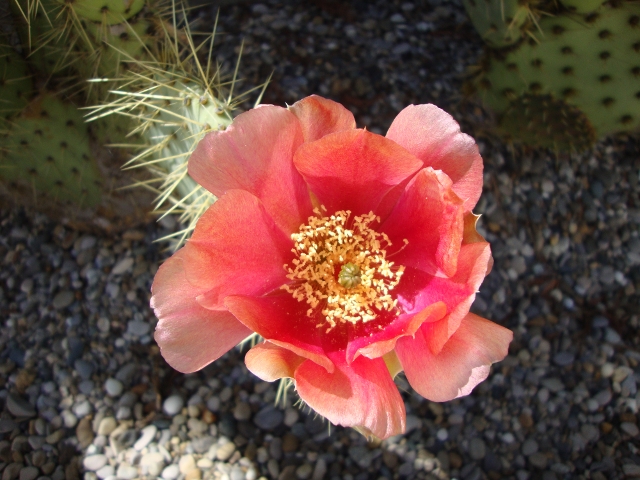 Opuntia sp..JPG