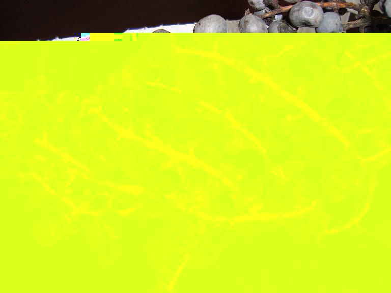 GRAINE2.jpg