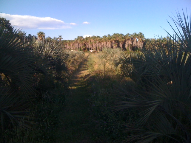 Butia.JPG