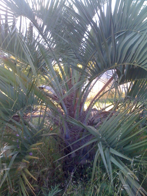 butia en fleur.JPG