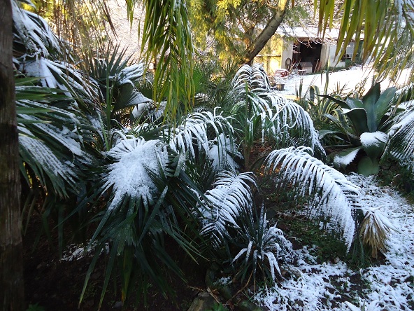 butiagrus sous la neige.JPG