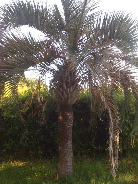 butia paraguayensis.JPG