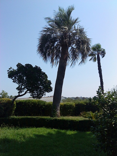 butia capitata.jpg