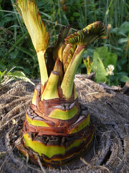 decapitage brahea.jpg