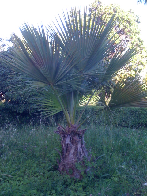 b edulis.JPG