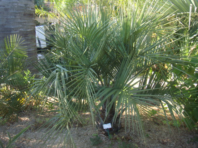jubutiagruss 001.jpg