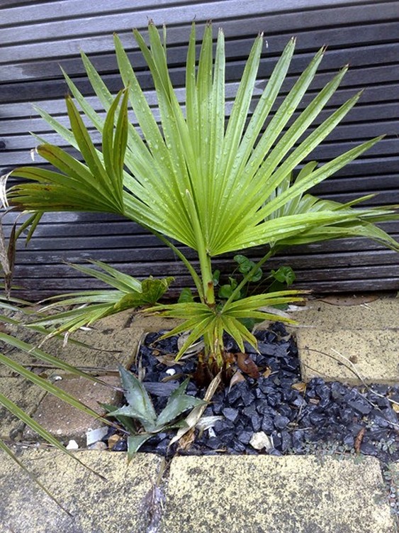 B edulis 2012.jpg