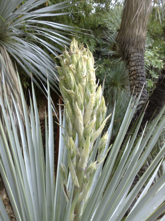 Fleur rigida 3.jpg
