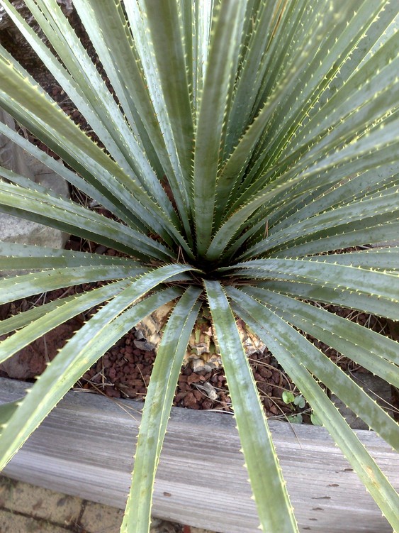 D cedro 2012.jpg