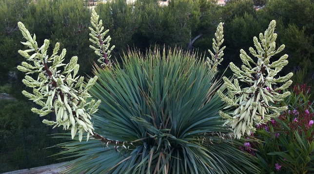 rostrata 4 fleurs.JPG