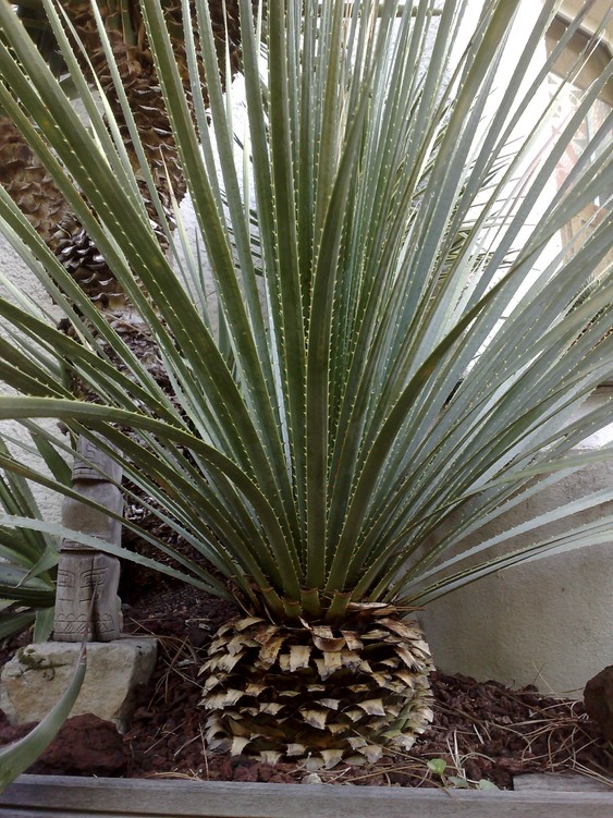 D cedrosanum 2012.jpg