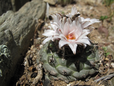 Turbinicarpus schmid..var polaskii.jpg
