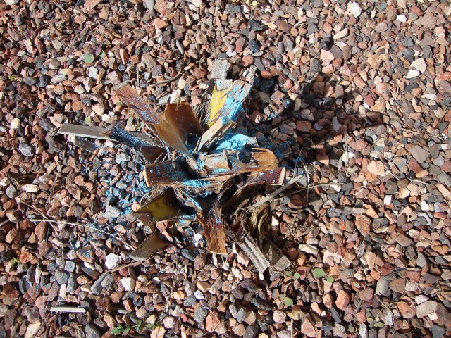 Livistona chinensis 1.JPG