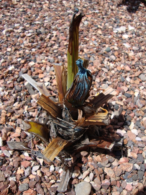 Livistona chinensis 2.JPG