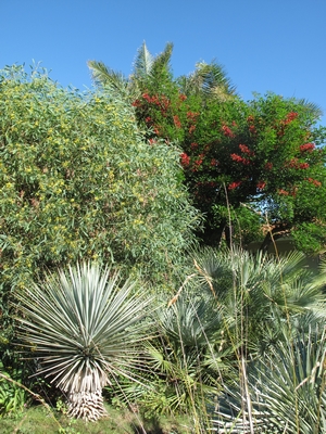 Jardin d'acclimateur, juin 2012.jpg