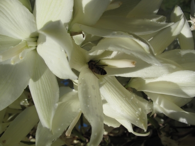 Abeille et fleur de Yucca.jpg