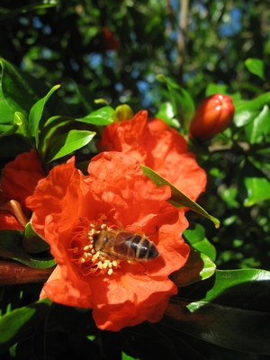 Abeille et grenadier.jpg